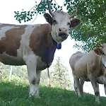 ذا بوت هاوس